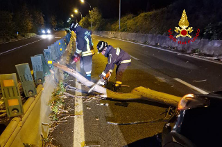 Maltempo - Albero cade su auto in transito nel Fermano, tragedia sfiorata